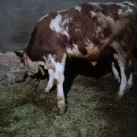 یک راس گوساله..دماخ|حیوانات مزرعه|دینور, |دیوار