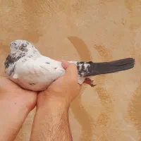 کله ای دمسیاه پرشی