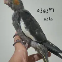 پرنده
