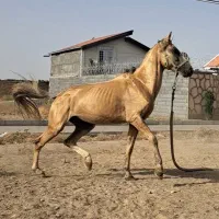 نریان ترکمن 5ساله|اسب و تجهیزات اسب‌سواری|مشهد, شهید فرامرز عباسی|دیوار
