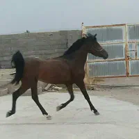 دو راس اسب نژاد دار