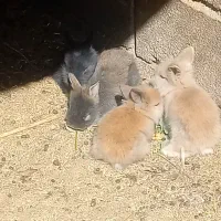 خرگوش کوچولوی لوپ