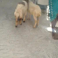 بره