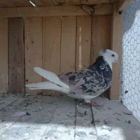 پنج عدد هما سرور درجه یک|پرنده|کمیجان, |دیوار