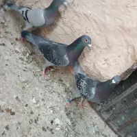 کبوتر آلمانی