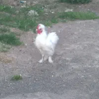 دوتاخروس ابریشمی جوان