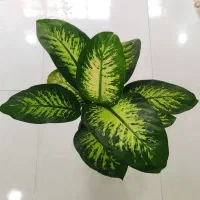 گل آگلونما، زاموفیلیا ، خاک و کود مخصوص رشد|گل و گیاه طبیعی|یزد, |دیوار