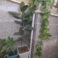 گل آپارتمانی فیکوس|گل و گیاه طبیعی|محمدیه-قزوین, |دیوار