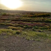 1001متر-زمین