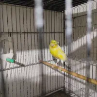 قناری سوپری کاکلی نر مست بخون|پرنده|بجنورد, |دیوار