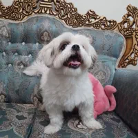 سگ شیتزو|سگ|فردیس, سرحد آباد|دیوار