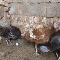 بوقلمون
