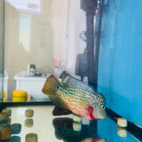 فلاور|ماهی|اهواز, کوروش|دیوار