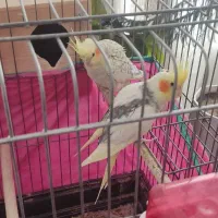 عروس هلندی جفت، سخنگو و آماده تخم‌گذاری