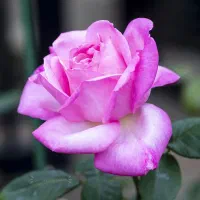 خدمات هـرس و داربستی کردن باغات انگور|خدمات باغبانی و درختکاری|سبزوار, باهنر|دیوار