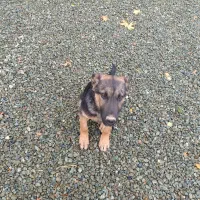 توله ژرمن چهار ماهه شناسنامه دار|سگ|کرمانشاه, |دیوار