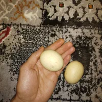 سنگ الماس آسیاب