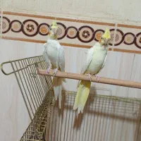 عروس هلندی