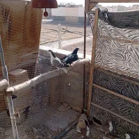 چند عدد دمگیر|پرنده|خمینی‌شهر, |دیوار