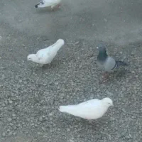 کفتر|پرنده|آبیک, |دیوار