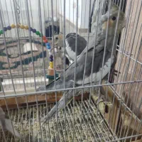 جوجه عروس هلندی|پرنده|مشهد, نیزه|دیوار