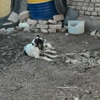 سگ گله