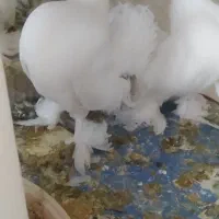 کبوتر پرپا سینه لرزان|پرنده|یزد, |دیوار