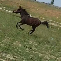 اسب مادیان عرب دوسر