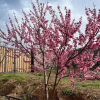 فروش باغ شخصی ۱۰۰۰ متر شیراز خان زنیان