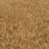 جو محلی  تازه7 تن