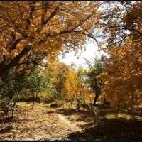 مزرعه و باغ ۲هکتاری/غرق آباد ساوه/منطقه سرسبز|فروش دفتر صنعتی، کشاورزی، تجاری|تهران, شهرک پرواز|دیوار