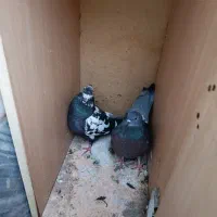 نر گوره و ماده کوهی تهرانی