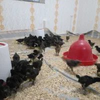 جوجه بلک استار|حیوانات مزرعه|نقده, |دیوار