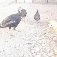 بوقلمون|حیوانات مزرعه|قیدار, |دیوار