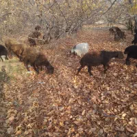 شیشک|حیوانات مزرعه|هشتگرد, اردهه|دیوار