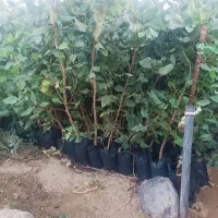 فروش نهال پسته