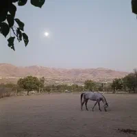 دوره آموزش سوارکاری اصولی از مبتدی تا پیشرفته|خدمات آموزشی|سنندج, |دیوار