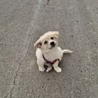 سگ اشپیتز پامر