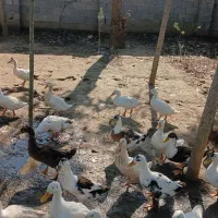 اردک|حیوانات مزرعه|لاهیجان, بازکیاگوراب|دیوار