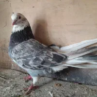 شازده هما کفتر گرو