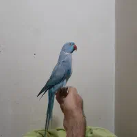 ملنگو نر آبی رام رام