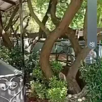 تور بانوان باغ خالقی