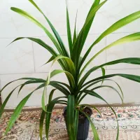 گل پاندانوس