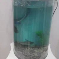 دوعدد آکواریوم سالم