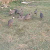 مرغ شاخدار