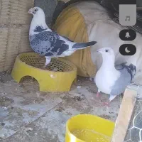 یک جفت پوشت کویتی