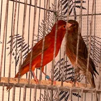 قناری دارچینی و ایزابل اورجینال|پرنده|بجنورد, |دیوار