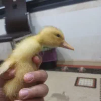 ۳ عدد جوجه اردک سرهال ۲۸روز۶۰۰۰۰۰تومان