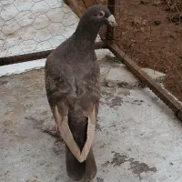 کفترقزوینی