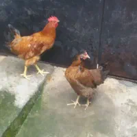 مرق  و خروس    فروشی   قیمت جفت  ۱۲۰۰